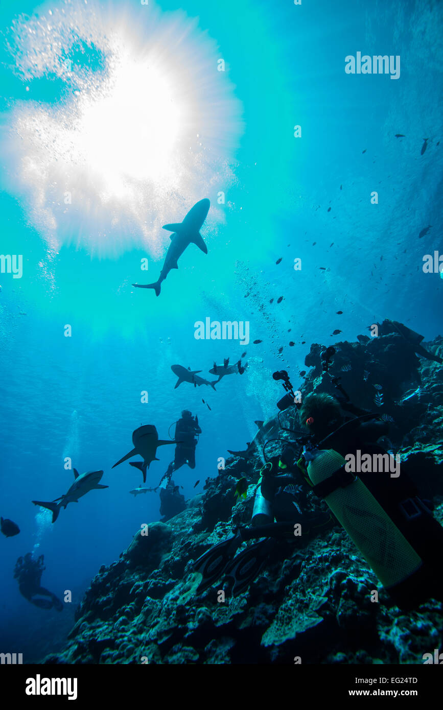 Shark diving.  At Yap island Federated States of Micronesia. Stock Photo
