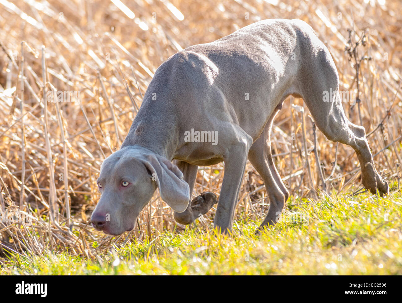 what is the breed of weimaraner