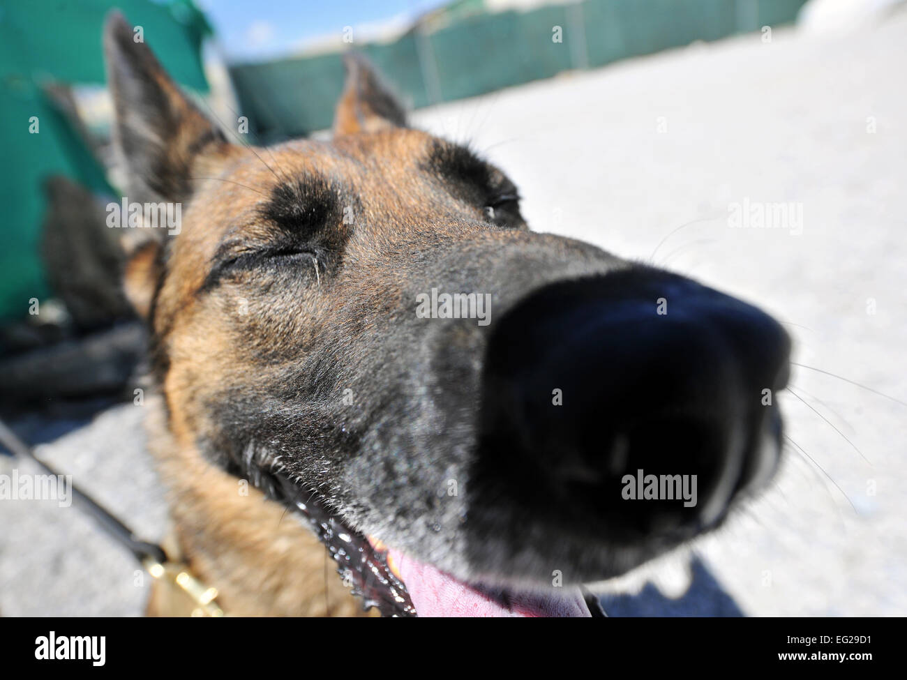 Ruth, 455th Expeditionary Security Forces Group Military Working Dog, takes a break from her obstacle course training at Bagram Airfield, Afghanistan, April 28, 2013. The course provides obstacles at different heights to provide realistic scenarios MWDs can expect while on patrol.  Senior Airman Chris Willis Stock Photo