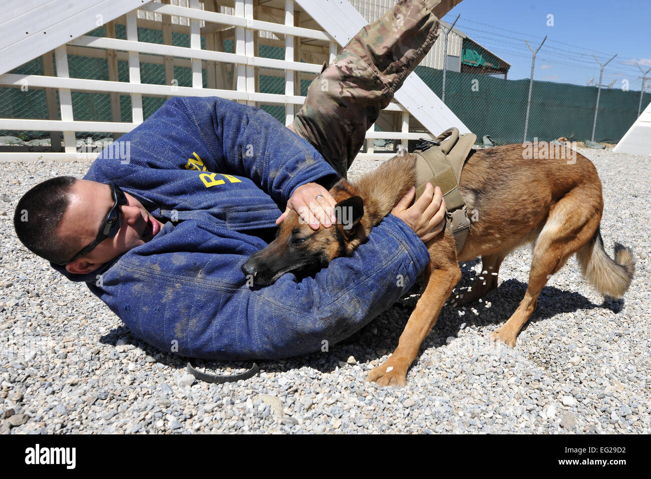 Tech. Sgt. Adam Leslie, 455th Expeditionary Security Forces Group Military Working Dog kennel master, deployed from Langley Air Force Base, Va., and Military Working Dog Ruth perform controlled aggression training at Bagram Airfield, Afghanistan, April 28, 2013. Controlled aggression training creates scenarios in which the MWD team responds to a suspect or unidentified individual.  Senior Airman Chris Willis Stock Photo