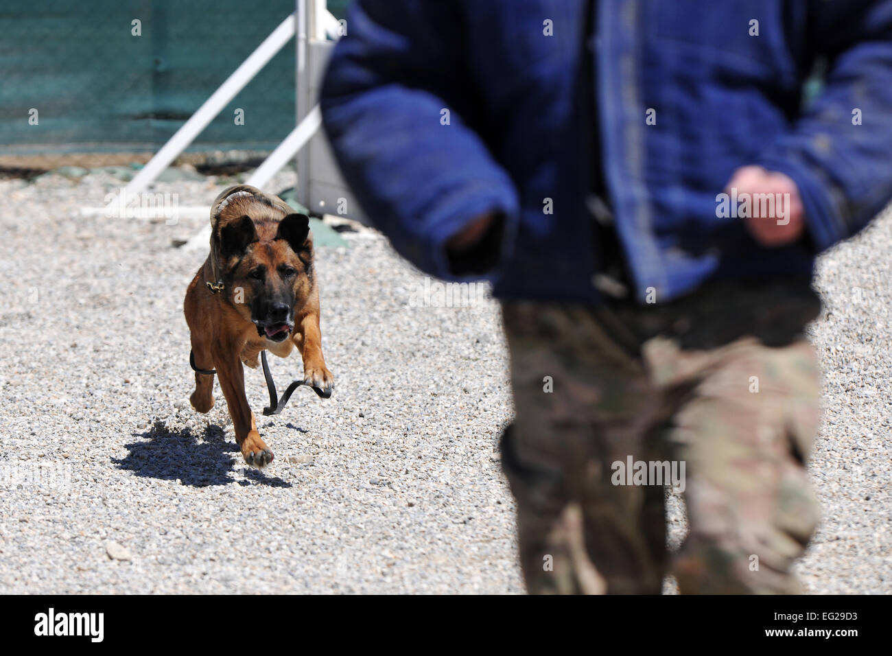 Senior Master Sgt. Edward Keenan, 455th Expeditionary Security Forces Group operations superintendent, and Military Working Dog Ruth perform controlled aggression training at Bagram Airfield, Afghanistan, April 28, 2013. Controlled aggression training creates scenarios in which the MWD team responds to a suspect or unidentified individual.  Senior Airman Chris Willis Stock Photo