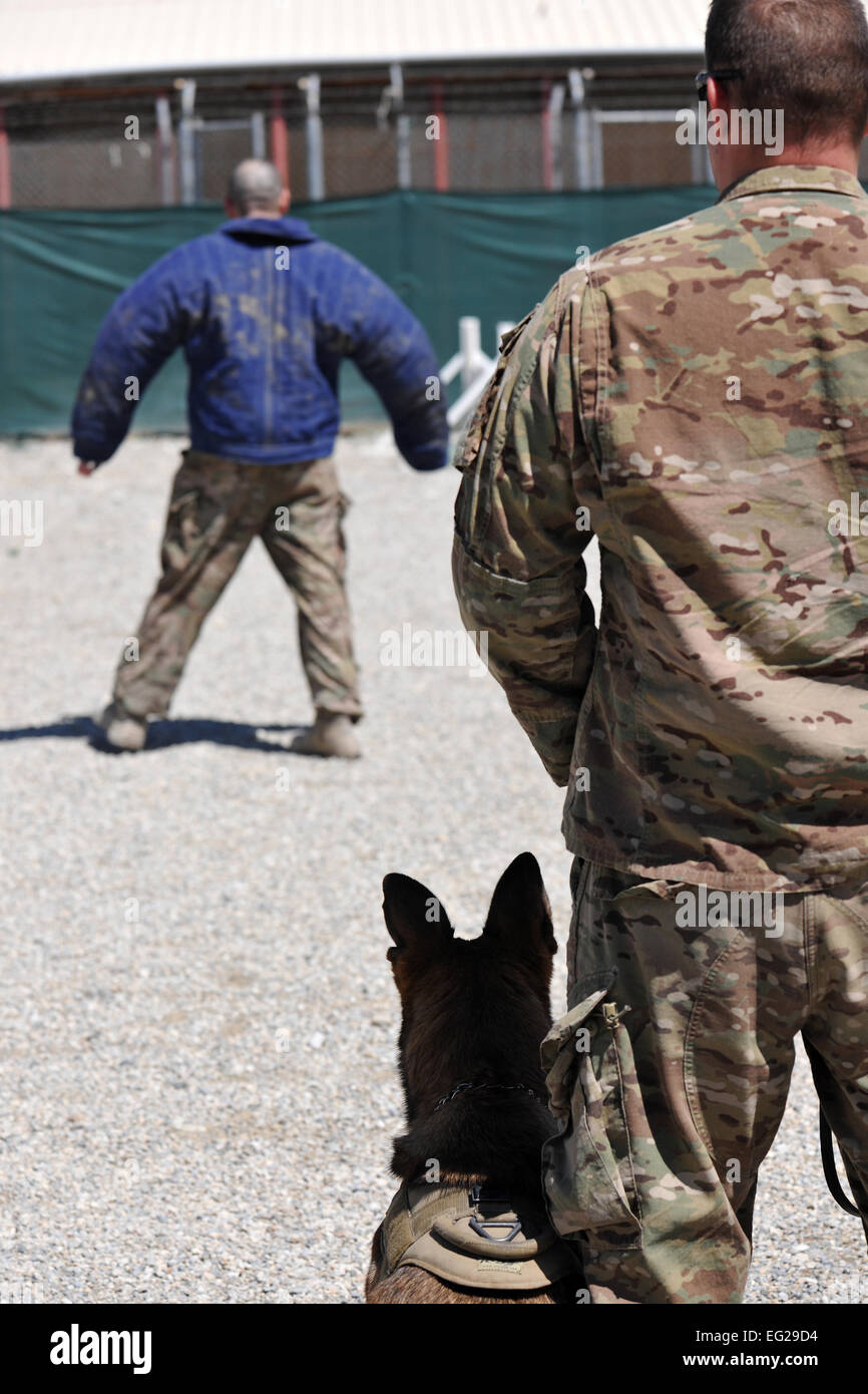 Senior Master Sgt. Edward Keenan, 455th Expeditionary Security Forces Group operations superintendent, and Military Working Dog Ruth perform controlled aggression training at Bagram Airfield, Afghanistan, April 28, 2013. Controlled aggression training creates scenarios in which the MWD team responds to a suspect or unidentified individual.  Senior Airman Chris Willis Stock Photo