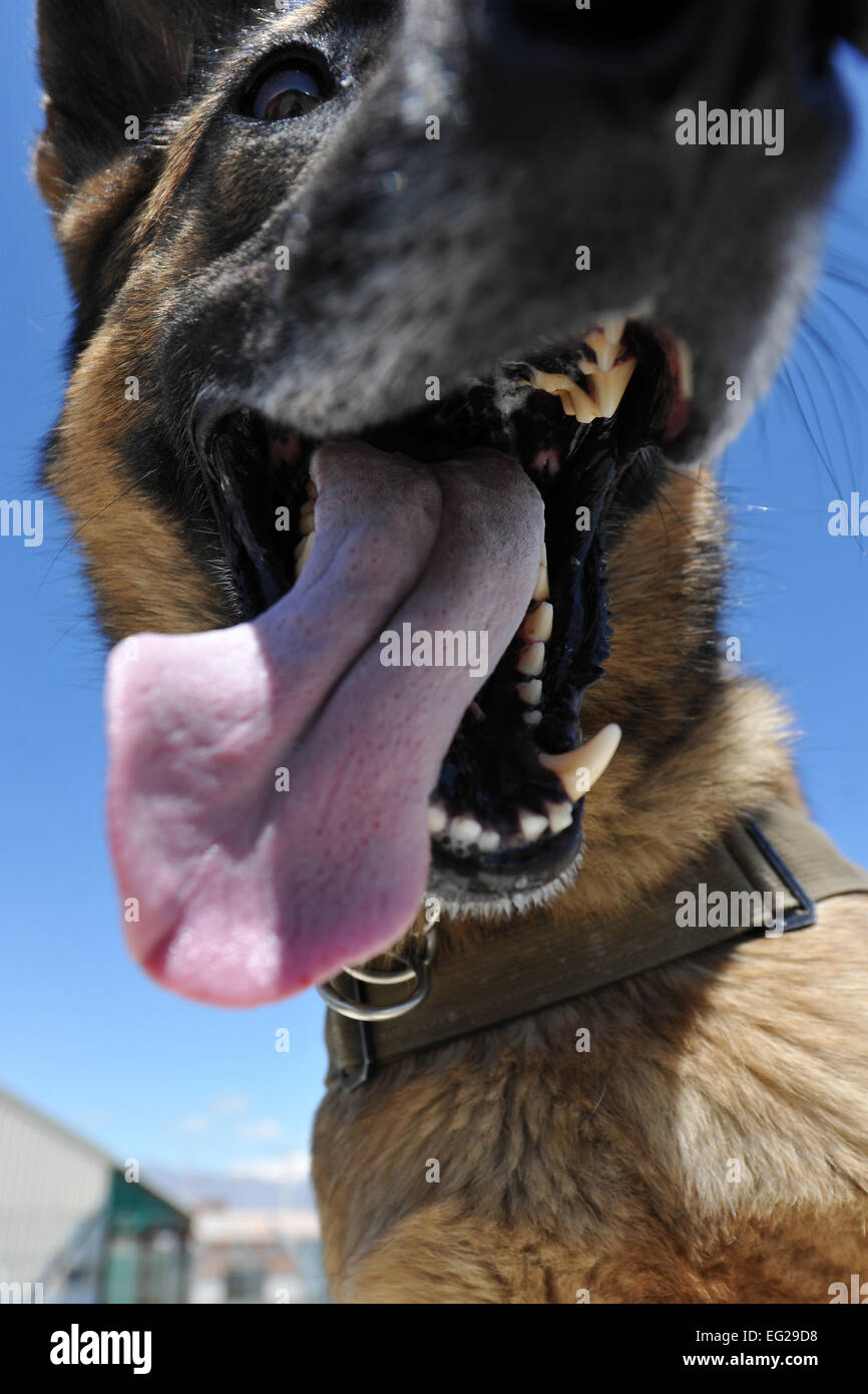 Ruth, 455th Expeditionary Security Forces Group Military Working Dog, takes a break from her obstacle course training at Bagram Airfield, Afghanistan, April 28, 2013. The course provides obstacles at different heights to provide realistic scenarios MWDs can expect while on patrol.  Senior Airman Chris Willis Stock Photo