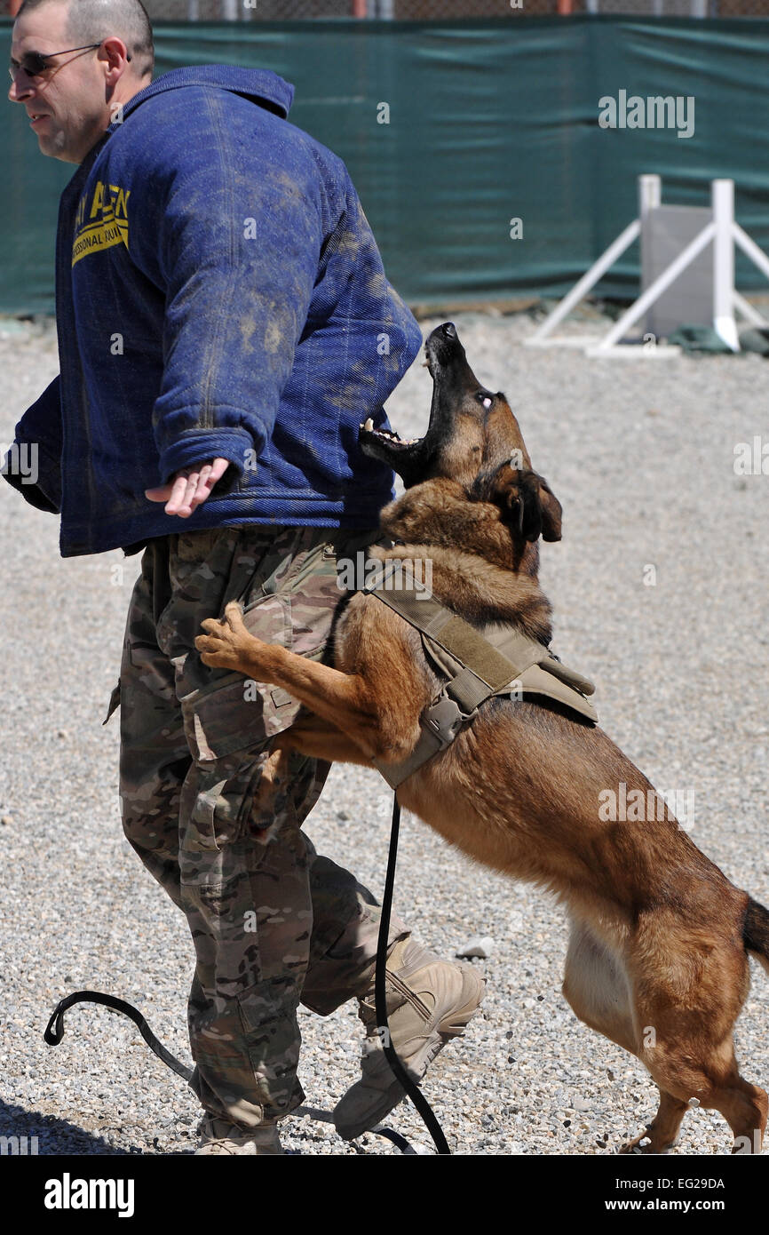 Senior Master Sgt. Edward Keenan, 455th Expeditionary Security Forces Group operations superintendent, and Military Working Dog Ruth perform controlled aggression training at Bagram Airfield, Afghanistan, April 28, 2013. Controlled aggression training creates scenarios in which the MWD team responds to a suspect or unidentified individual. U.S. Air Force photo by Senior Airman Chris Willis Stock Photo