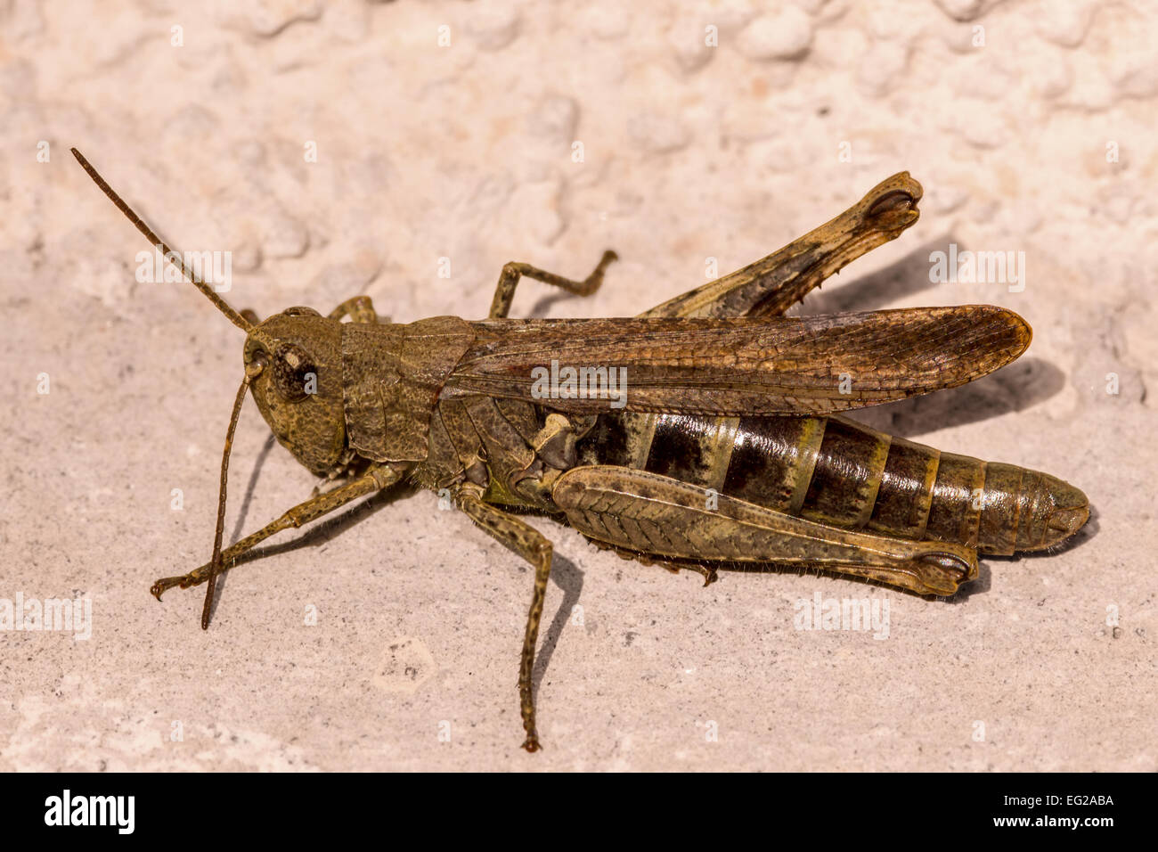 A macro of a brown cricket on a wall. Stock Photo