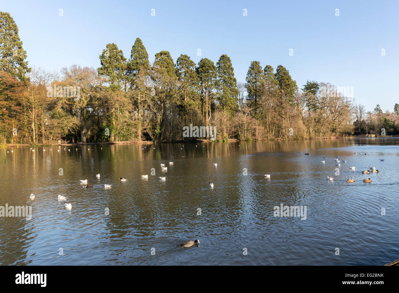 Water birds on lake at Tredegar House Country Park, Newport, Wales, UK Stock Photo