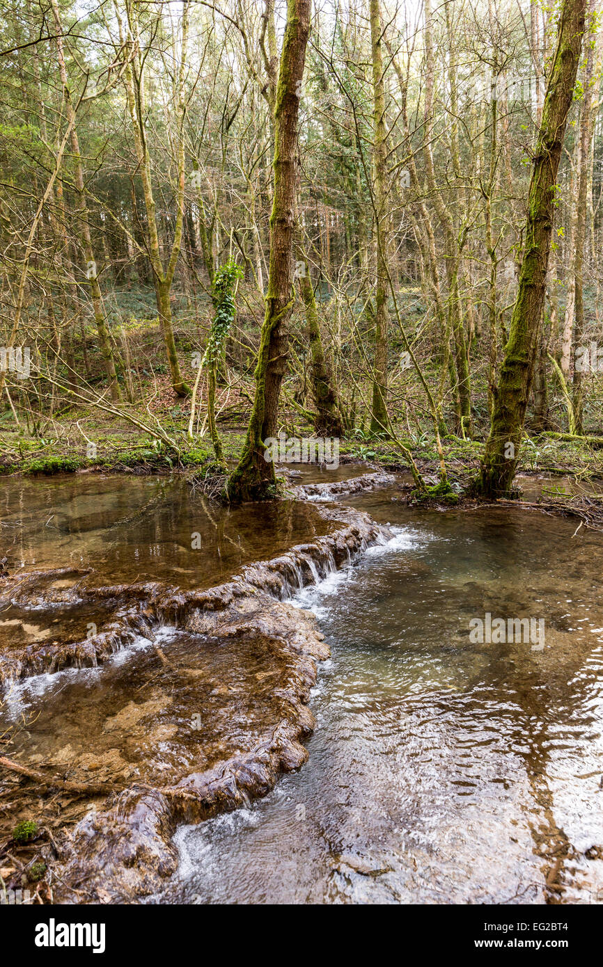 Stream with tufa dams, Slade Bottom valley, St Briavels, Gloucestershire, England, UK Stock Photo