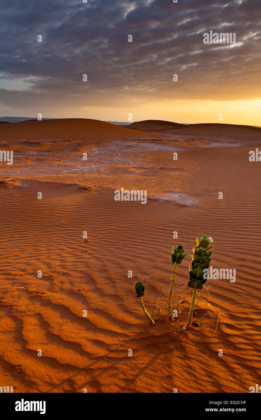 Lone pant in the rippled Moroccan Sahara desert at a lovely golden sunrise. Stock Photo