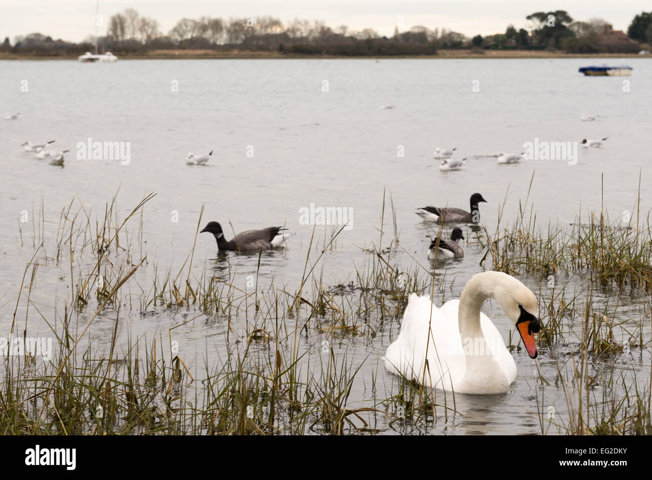 Swan and other waterbirds in an estuary Stock Photo