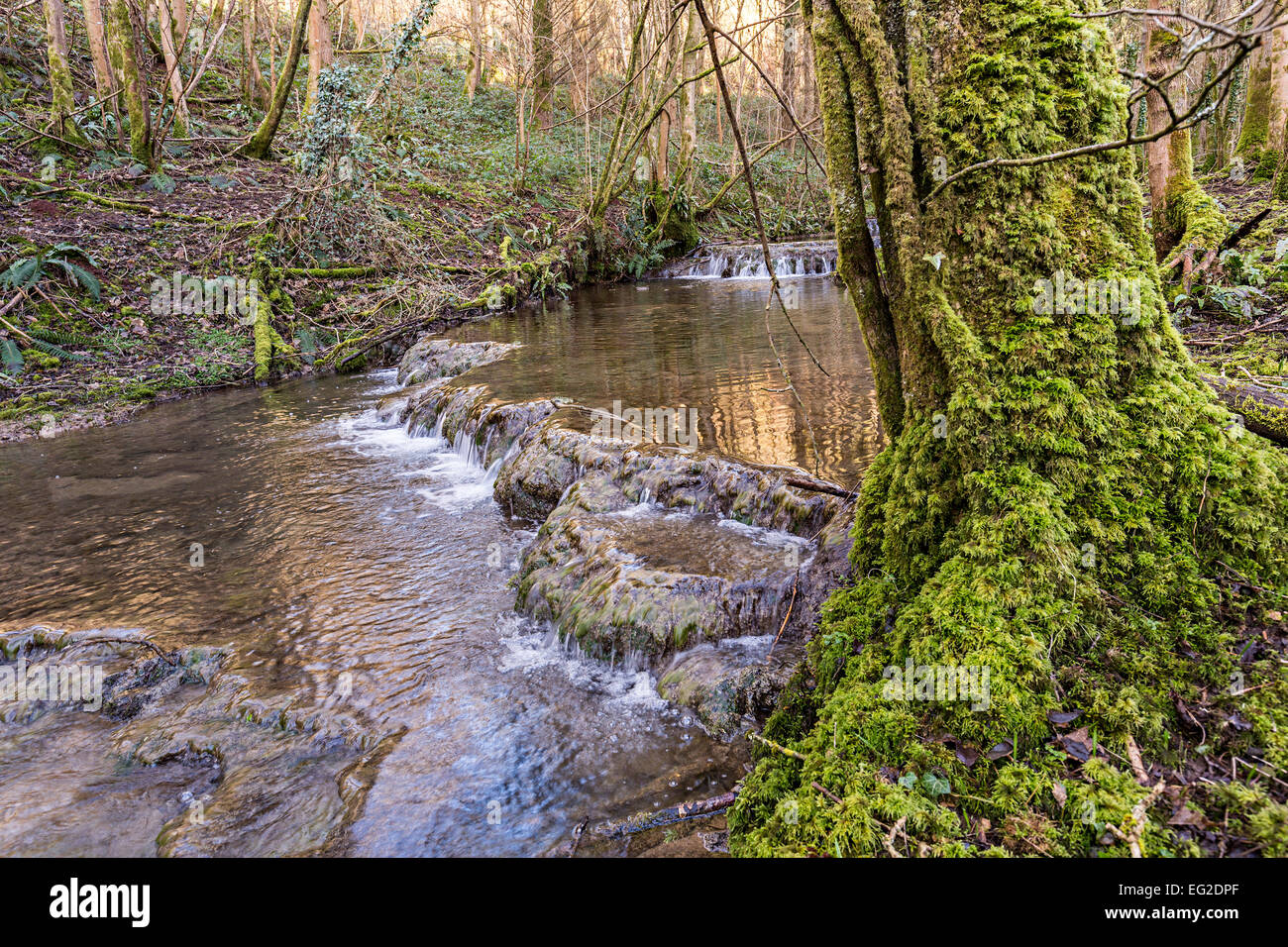 Stream with tufa dams and moss on tree, Slade Bottom valley, St Briavels, Gloucestershire, England, UK Stock Photo