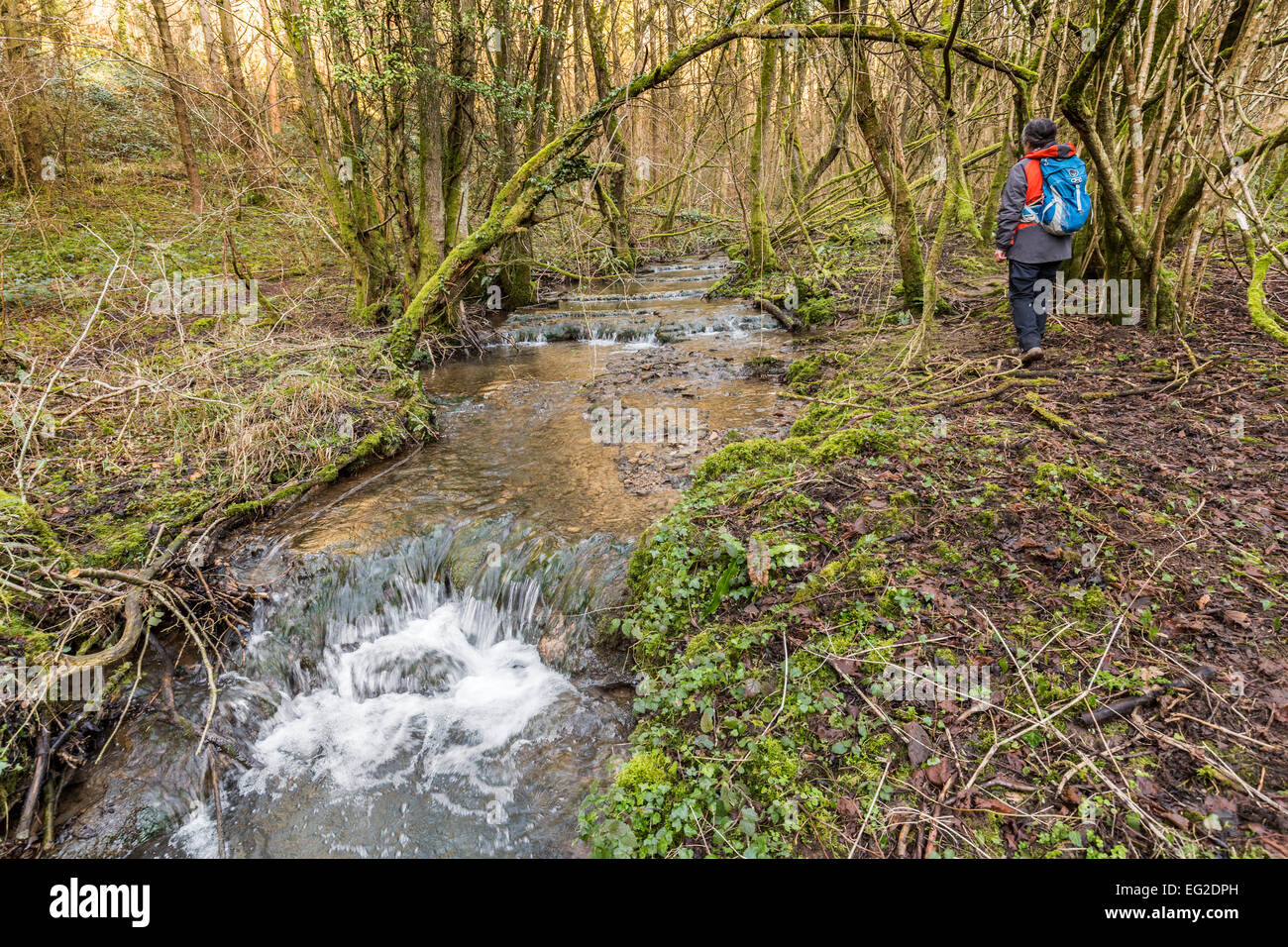 Walker in woods beside stream with tufa dams, Slade Bottom SSSI, St Briavels, Gloucestershire, England, UK Stock Photo