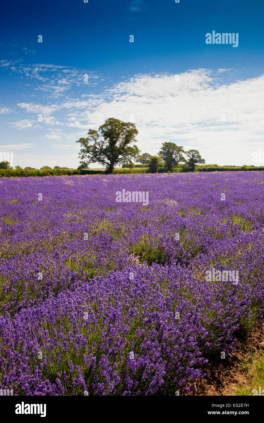 The main growing fields at the Somerset Lavender Farm in Faulkland, Somerset, England, UK Stock Photo