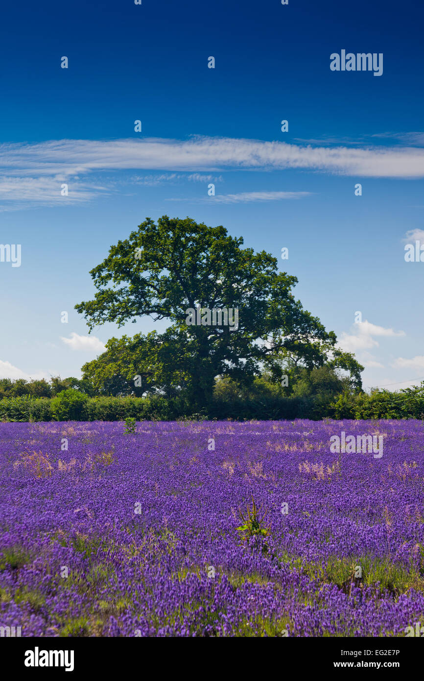 The main growing fields at the Somerset Lavender Farm in Faulkland, Somerset, England, UK Stock Photo