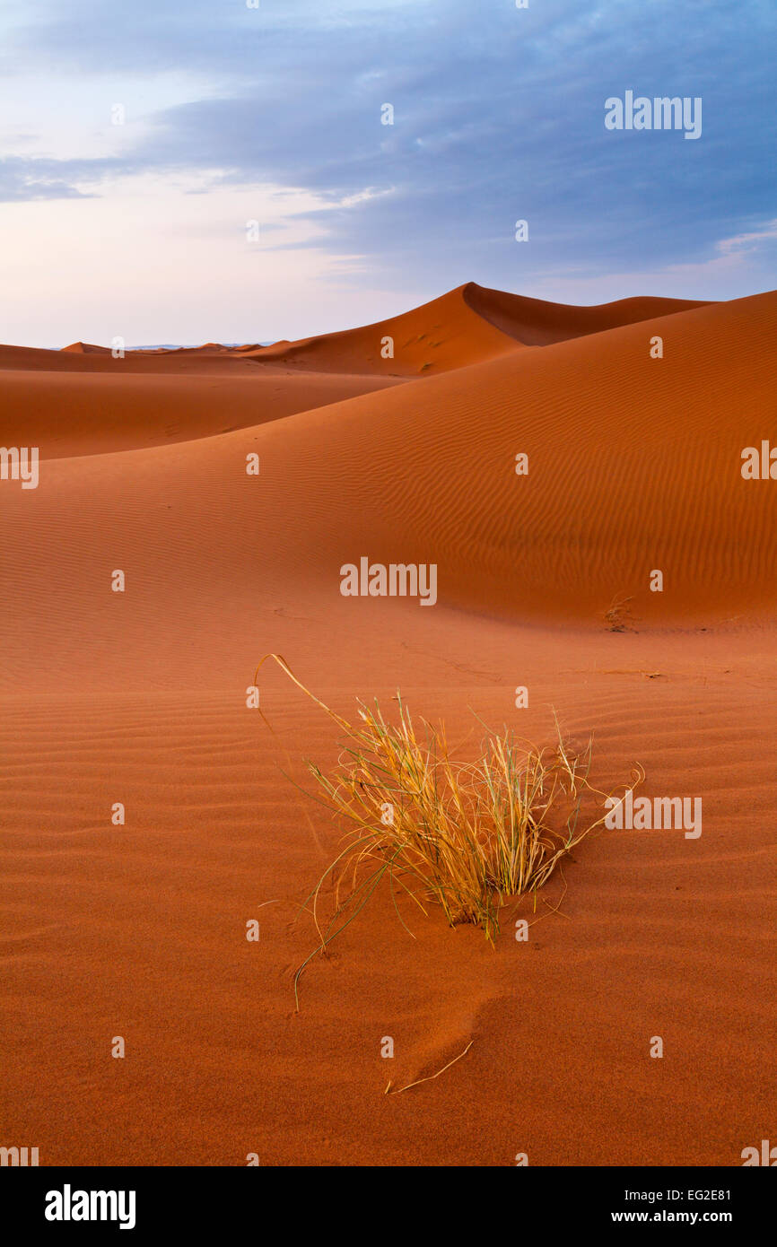 Early morning light over a grass tussock in the Saharan sand dunes near Erg Chigaga. Stock Photo