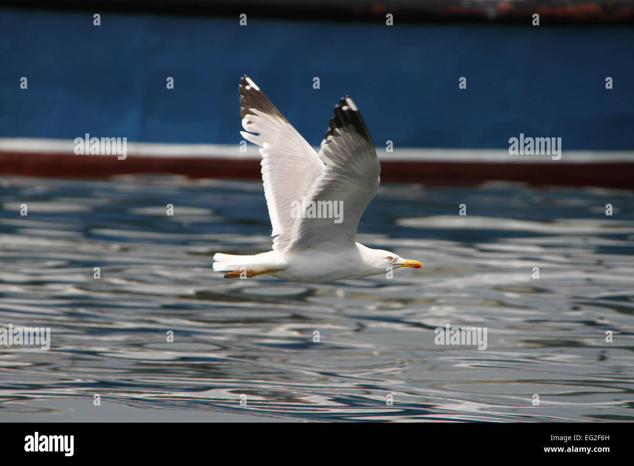 White Seagull flying over the water Stock Photo