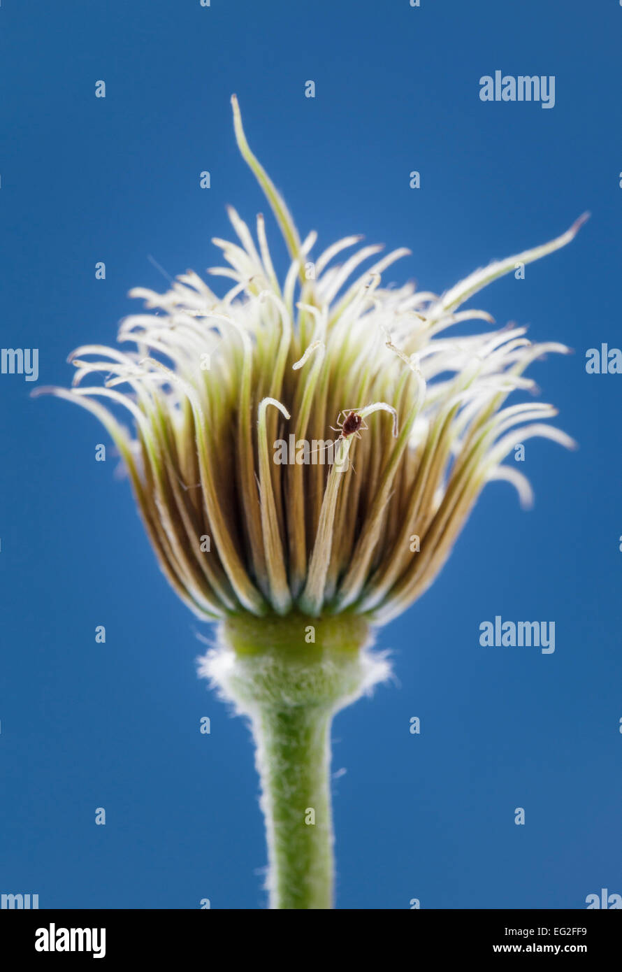 Clematis Seed Head  Nelly Moser Stock Photo