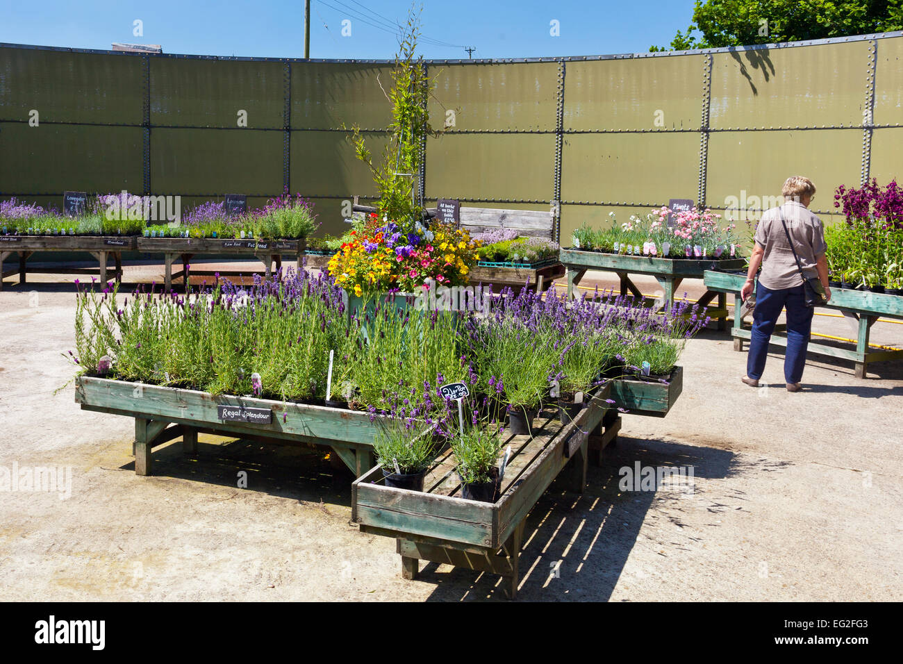 A display of lavenders and other plants for sale at the Somerset