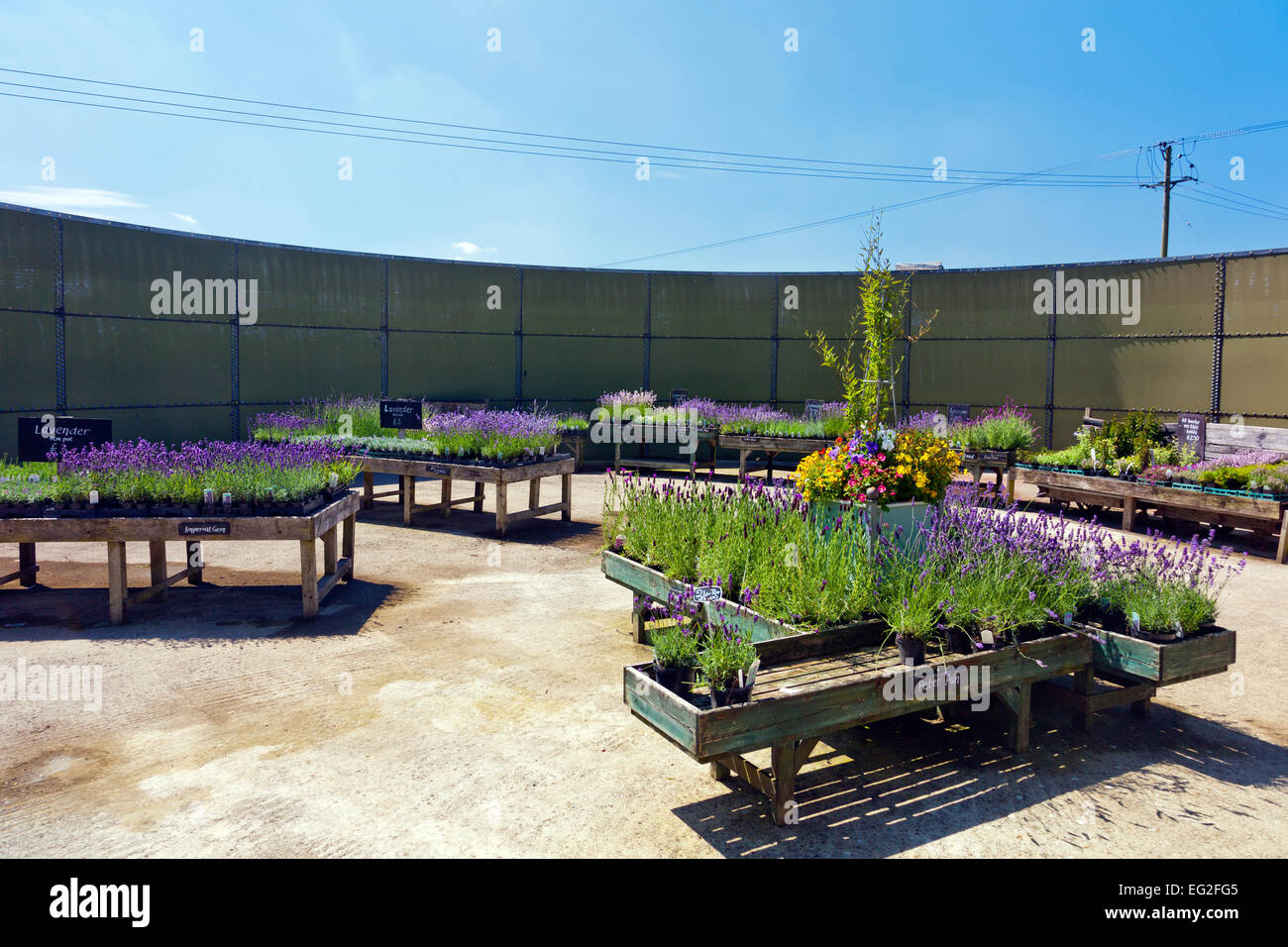 A display of lavenders and other plants for sale at the Somerset