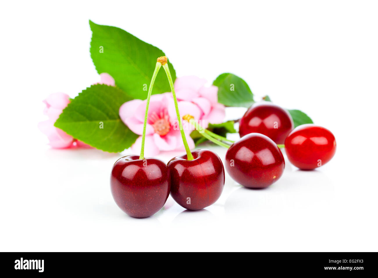 Sweet cherries with flowers, isolated on white background Stock Photo