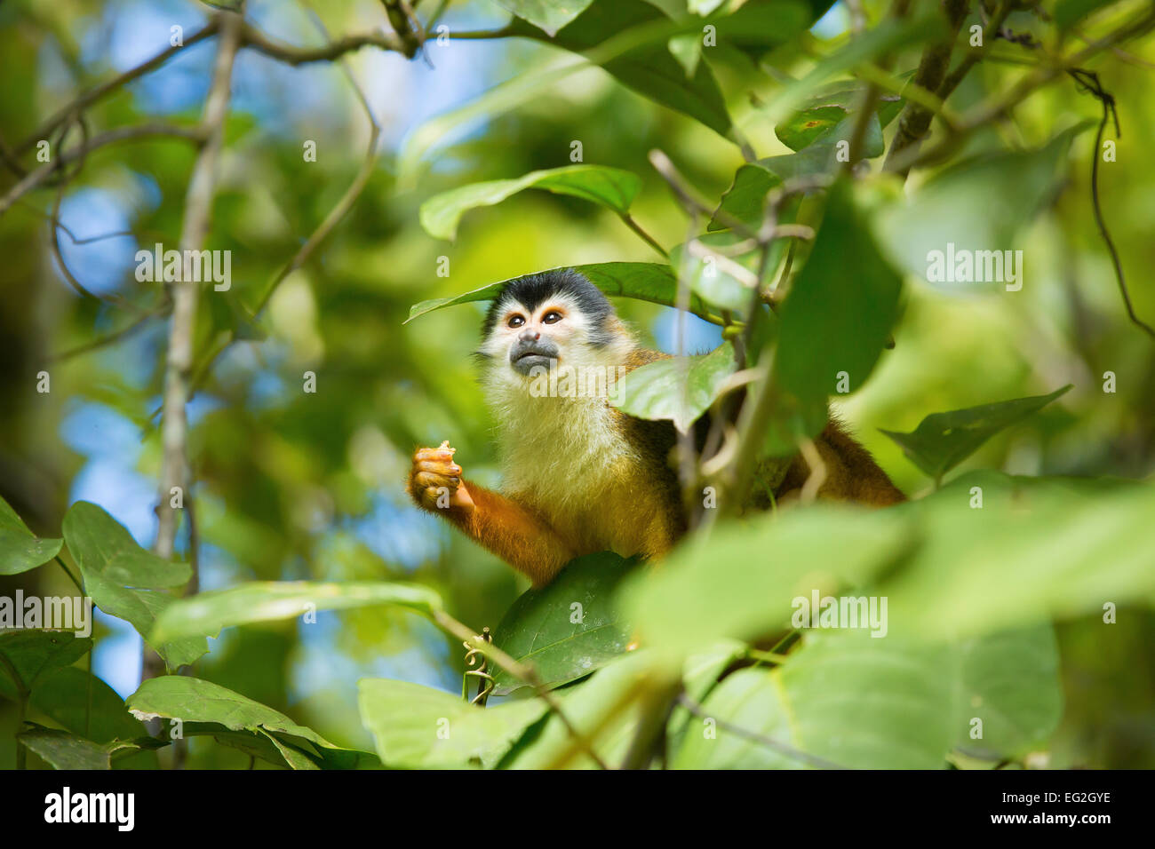 Central American squirrel monkey (Saimiri oerstedii), Corcovado National Park, Costa Rica Stock Photo