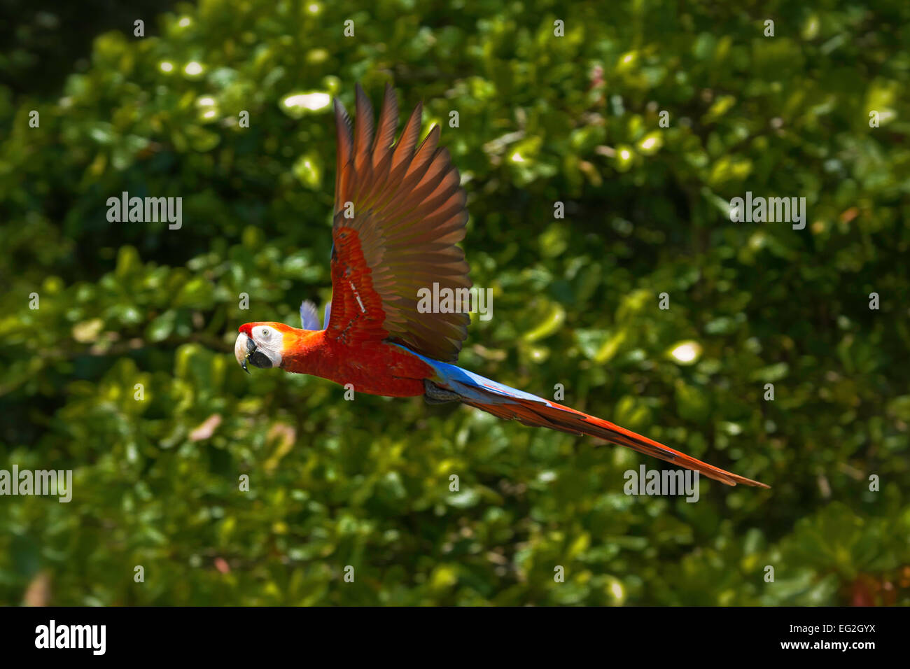 Scarlet macaw in flight, Corcovado National Park, Osa Pensinsula, Costa Rica, Central America Stock Photo