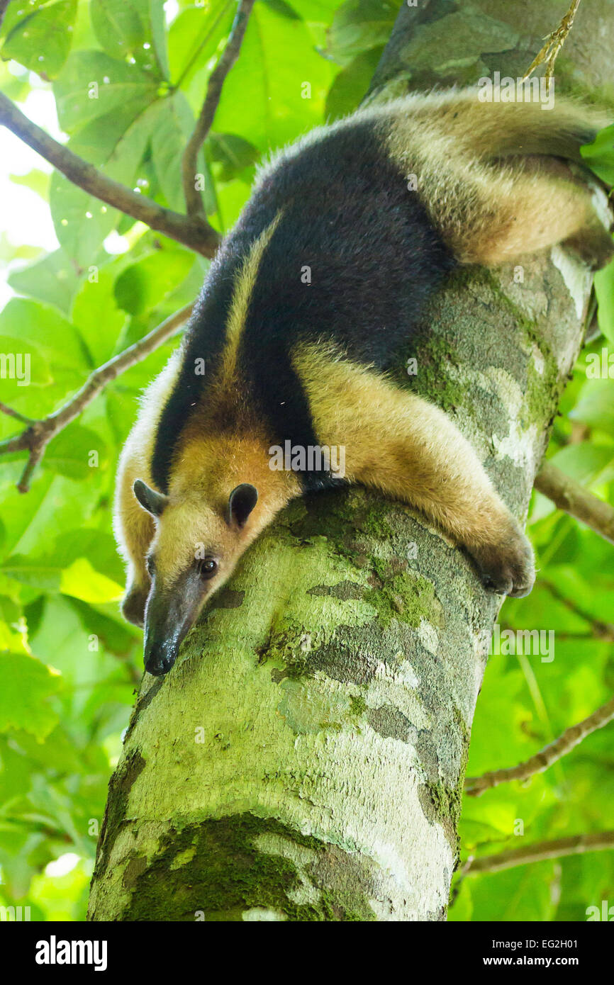 Northern Tamandua (Tamandua mexicana), Corcovado National Park, Osa Peninsula, Costa Rica Stock Photo