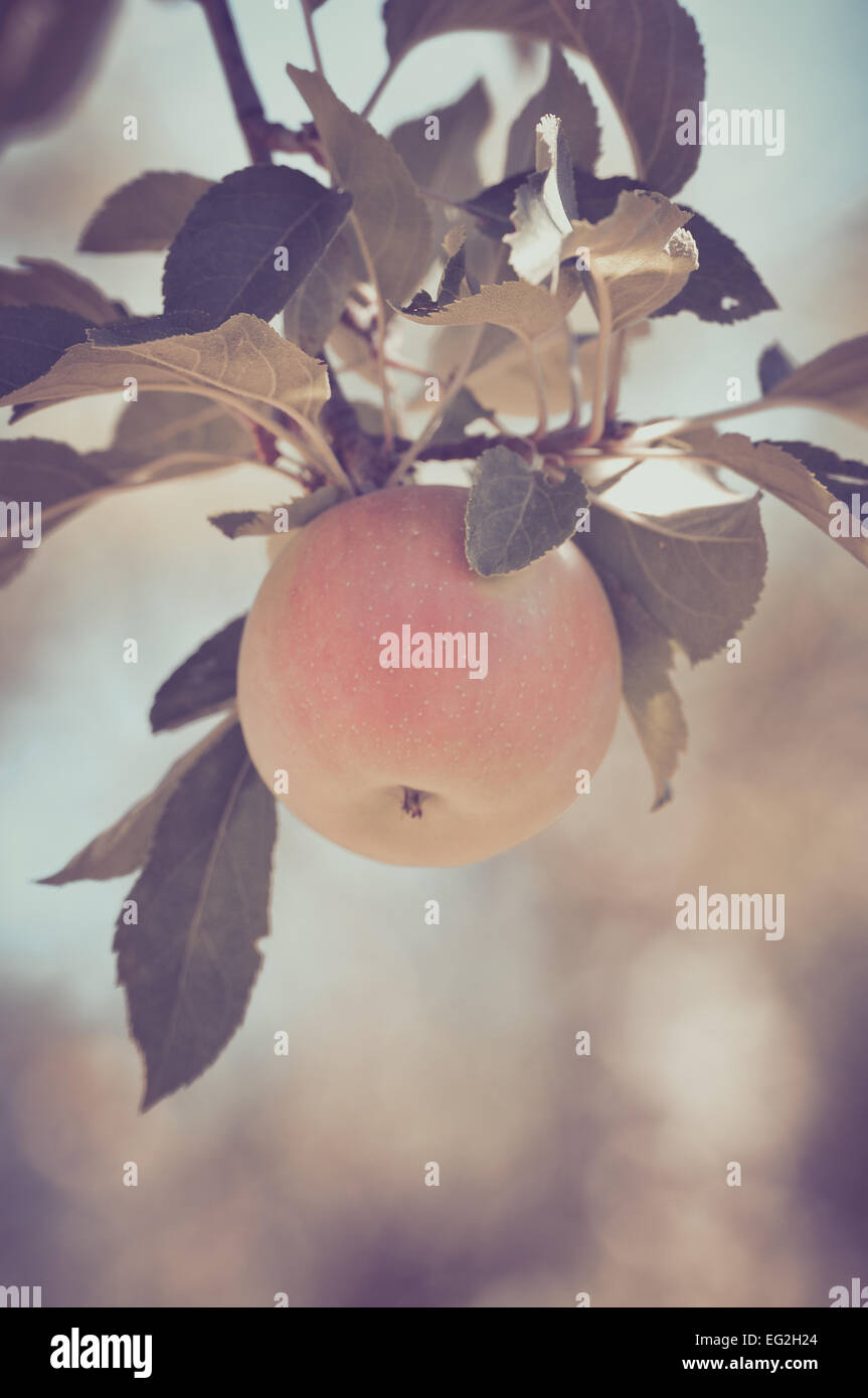 Apple on a Tree in a Vintage Film Style Stock Photo