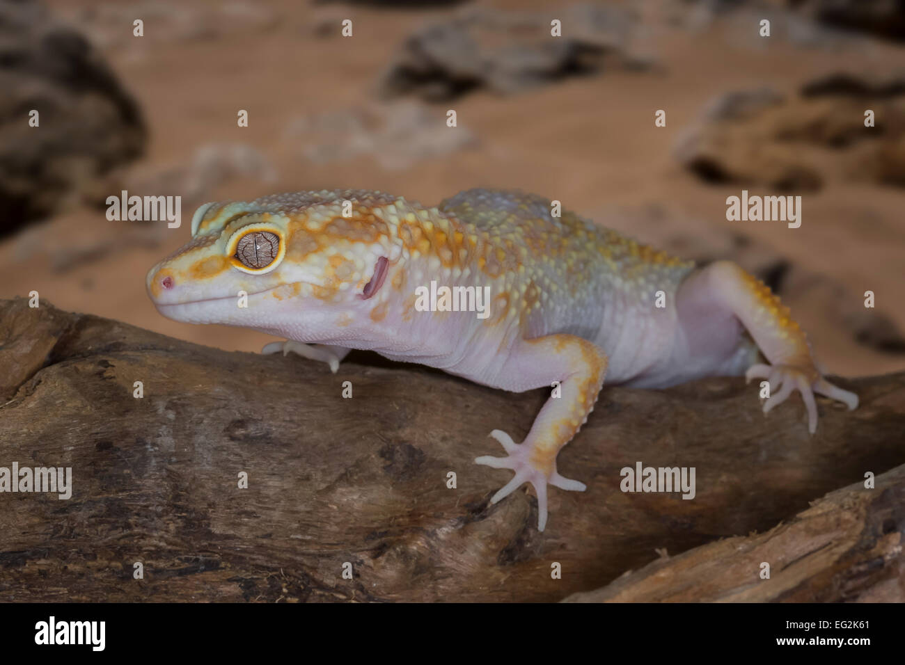 Full length close up photograph of a gecko resting on a log. side view Stock Photo