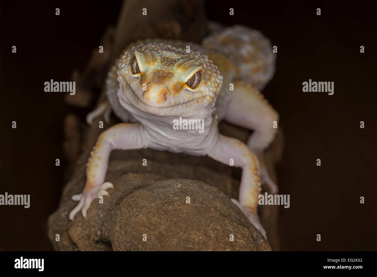 close portrait of a gecko facing the camera and looking straight ahead and posing. Stock Photo