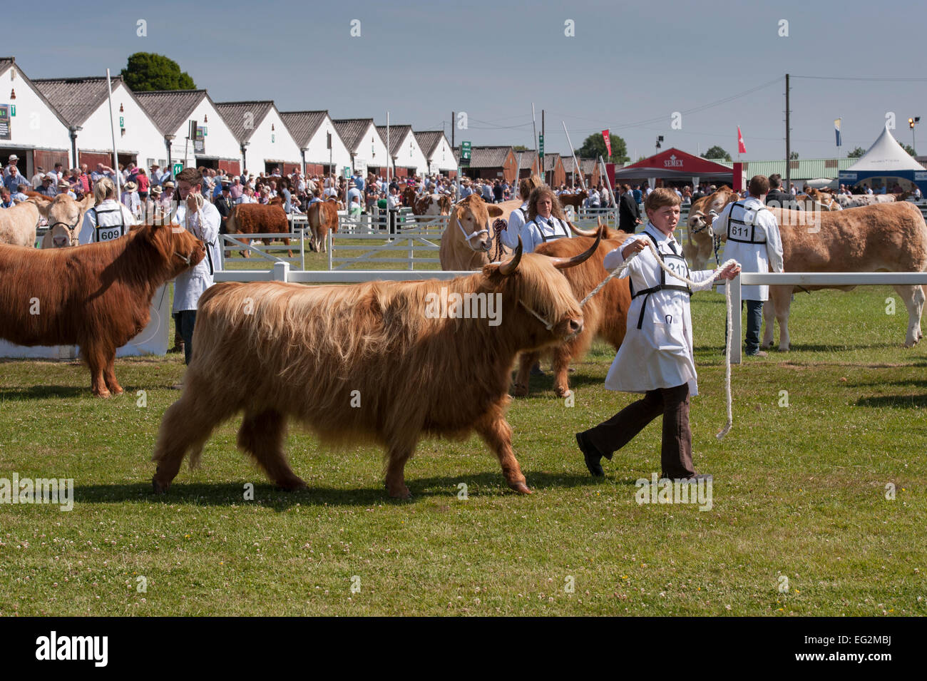 On a sunny summer day, Highland Cattle competing in a show are led round parade ring by handlers - Great Yorkshire Show Harrogate, England, UK. Stock Photo