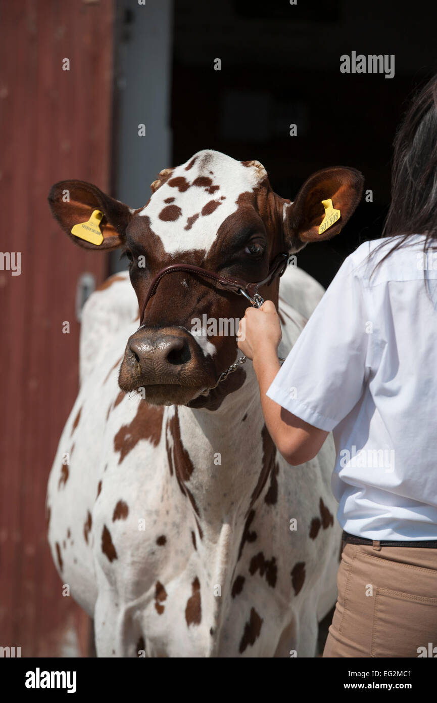 Front view & close-up of attractive, well-groomed brown & white cow with female handler, before a competition - The Great Yorkshire Show England, UK. Stock Photo