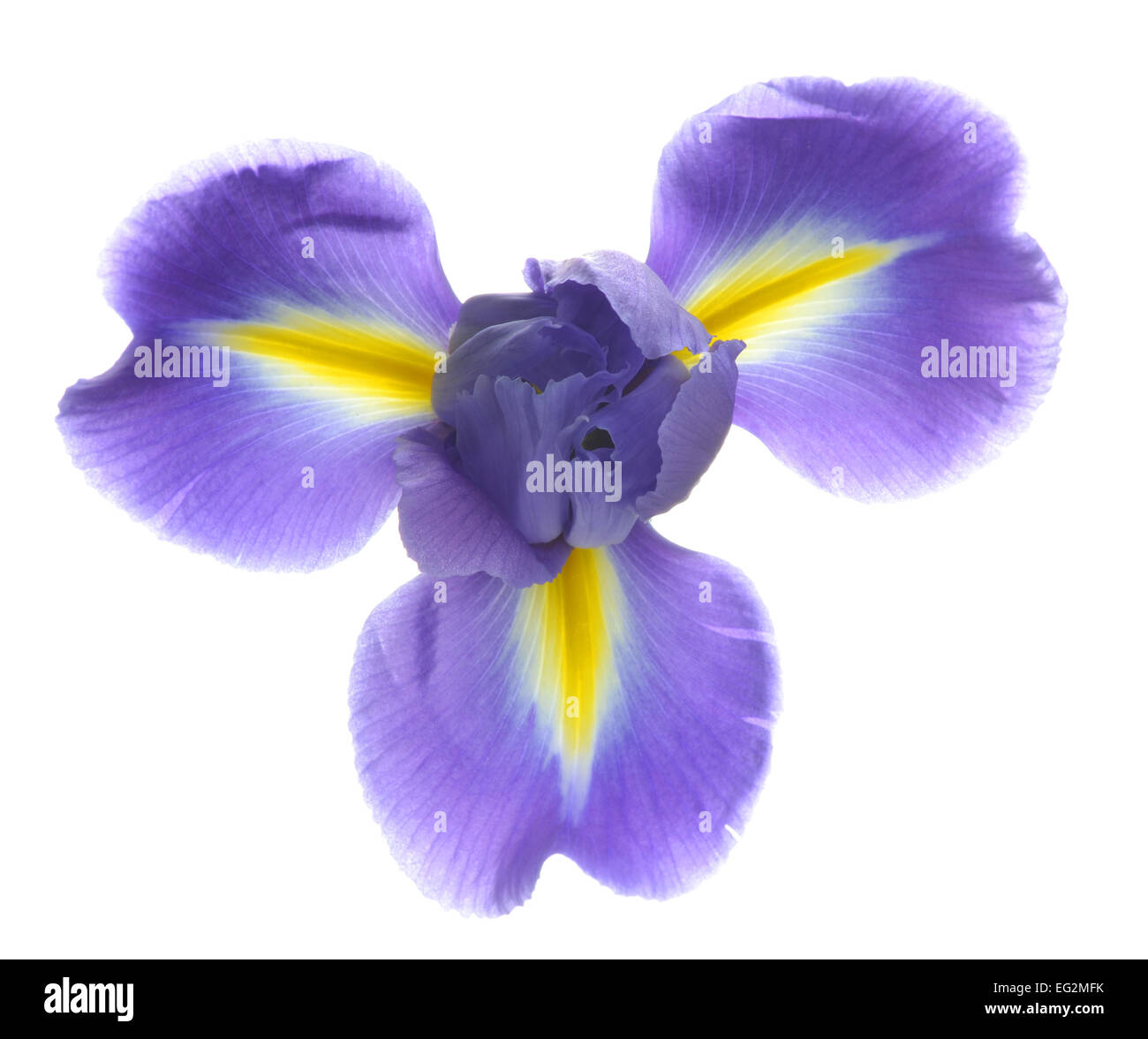 Backlit Iris Flower Stock Photo