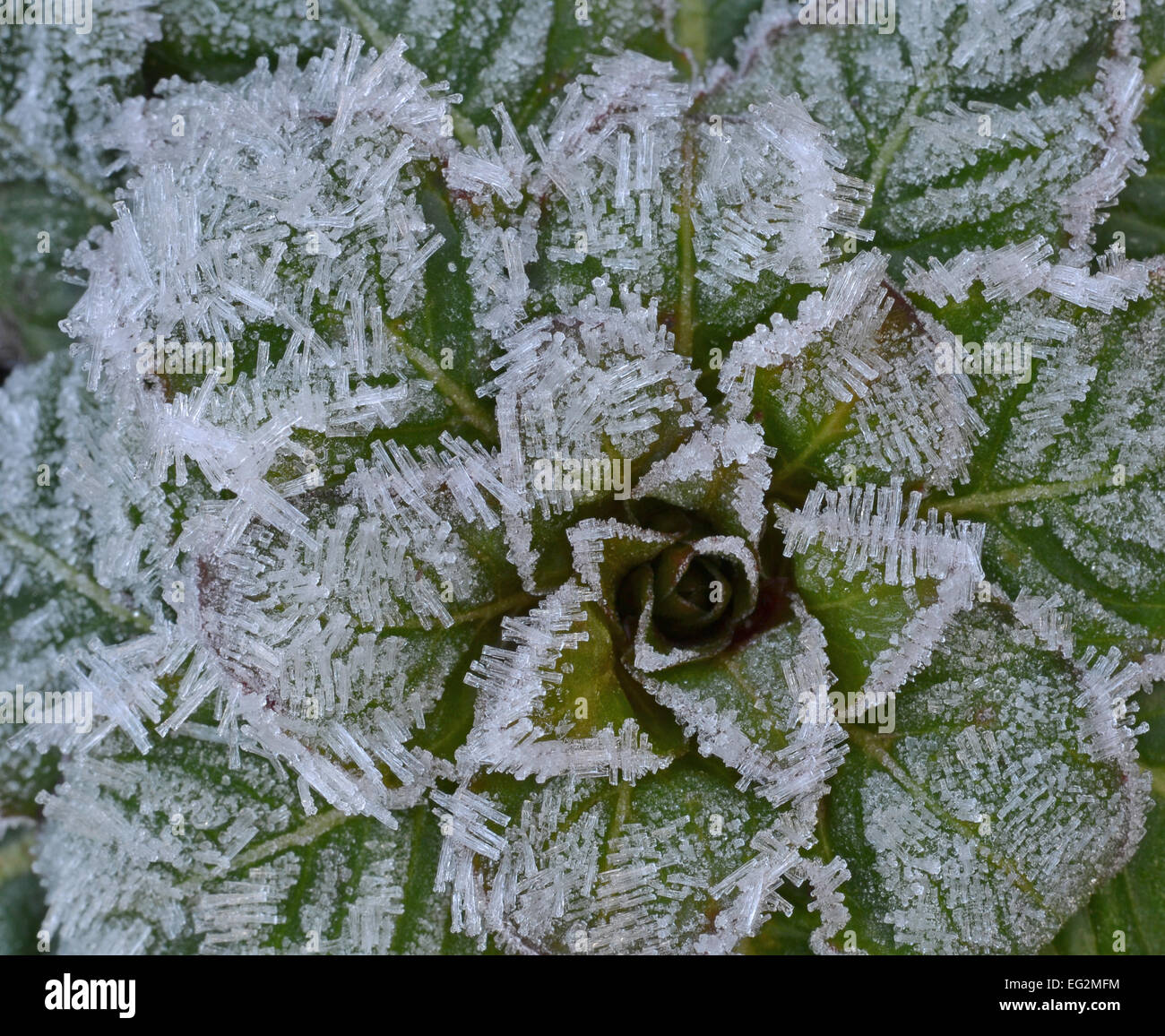 Frosted evening primrose seedling  in winter,Oenothera Biennis. These plants are bienniel, seedlings take 2 years to develop. Stock Photo