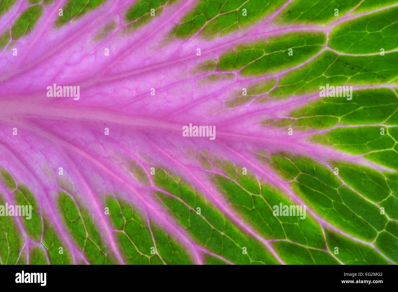 The Cabbage Leaf