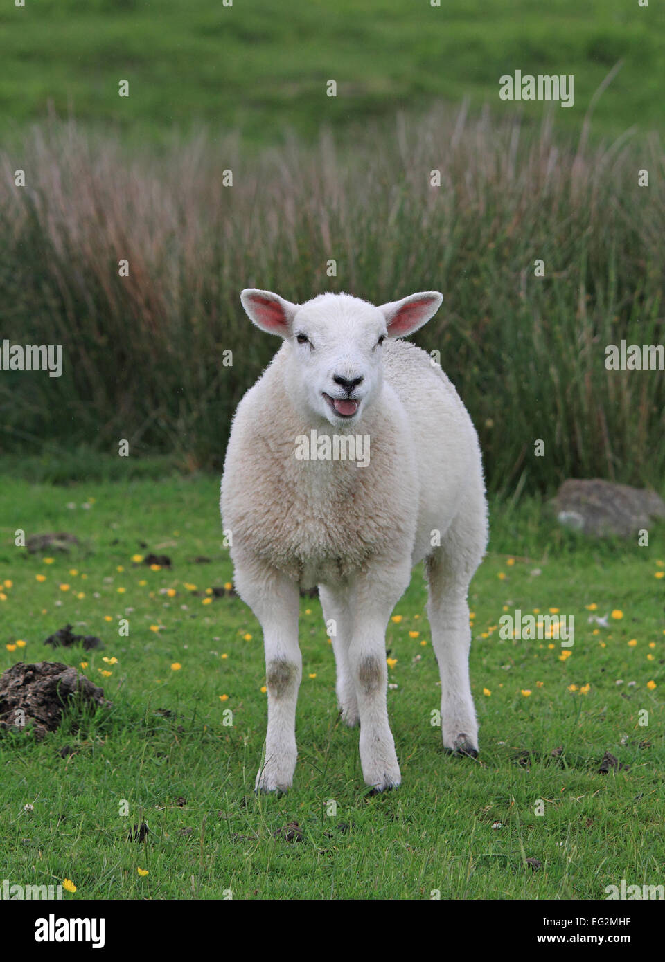 Sheep calling for its family, looking towards the camera Stock Photo