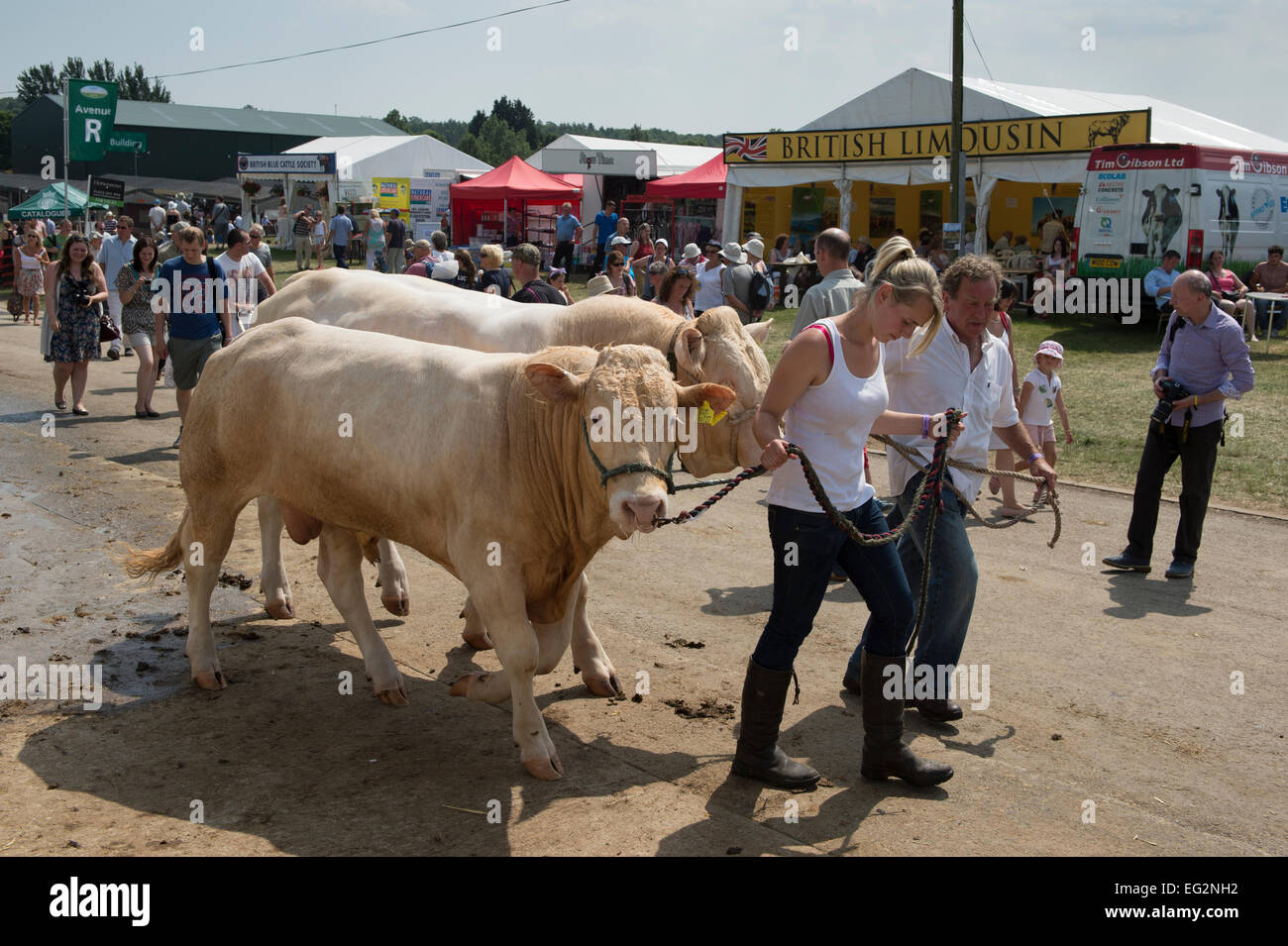 Crowds of people walking along and pair of British Blonde cattle lead by 2 handlers at a sunny Great Yorkshire Show, Harrogate, England, GB, UK. Stock Photo