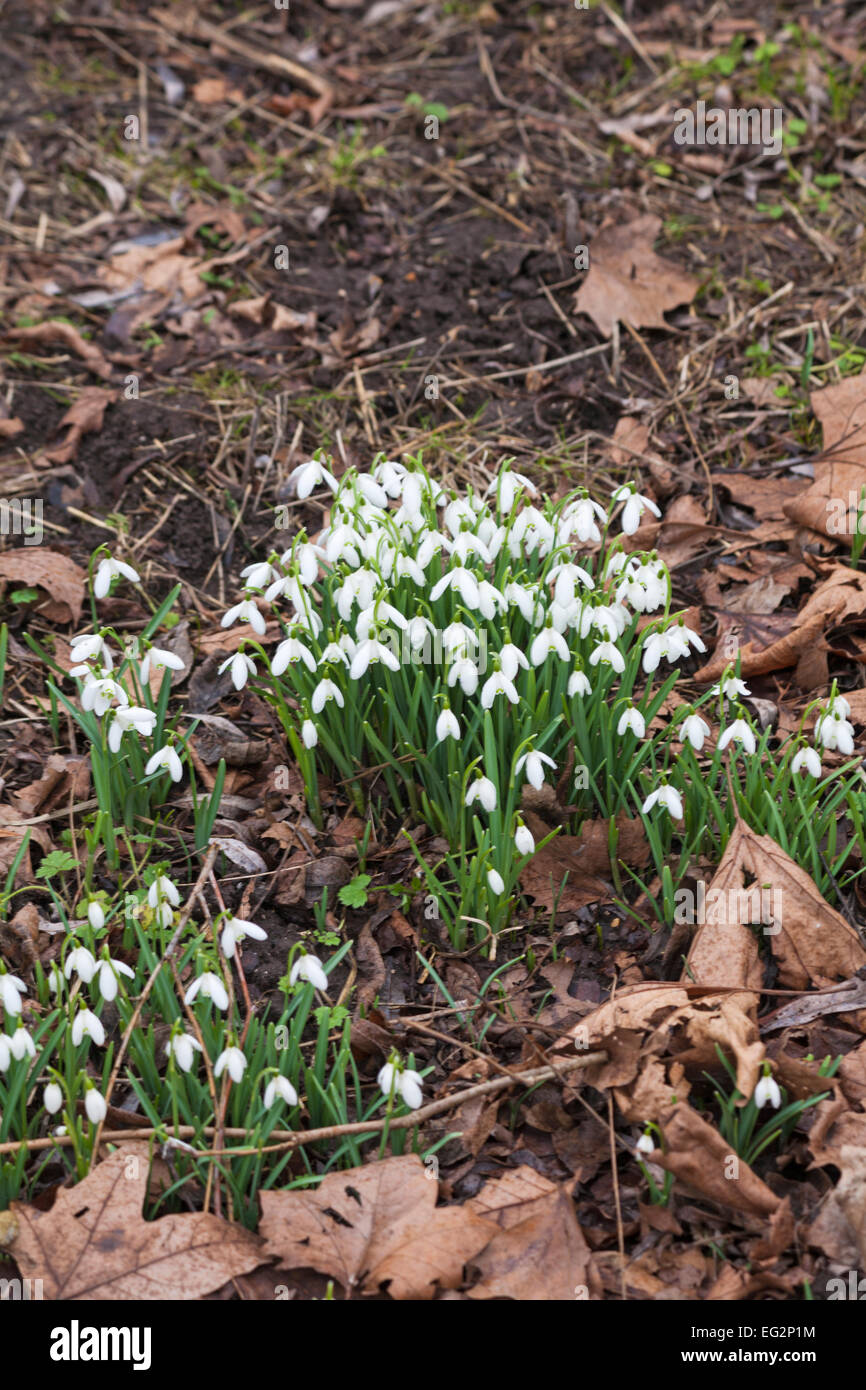 Clumps of Galanthus nivalis snowdrops growing in woodland at Hampshire, UK in February Stock Photo