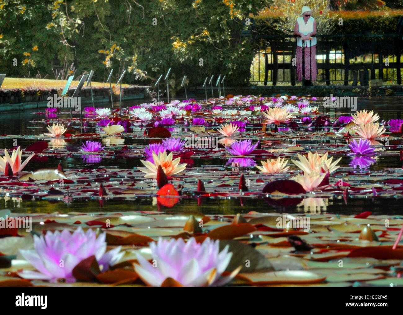 Pond of lillies hi-res stock photography and images - Alamy