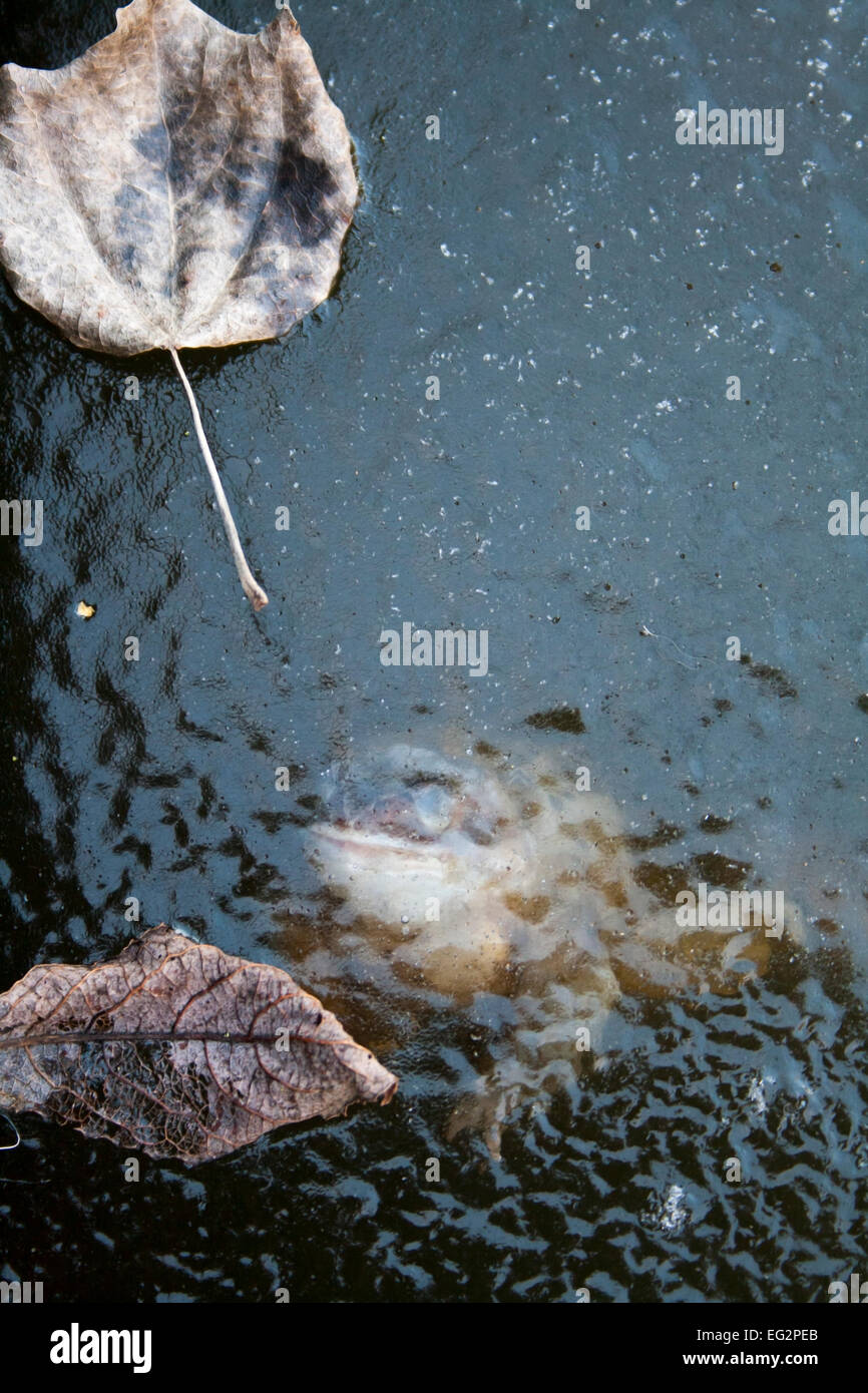 Frozen pond frog hires stock photography and images Alamy