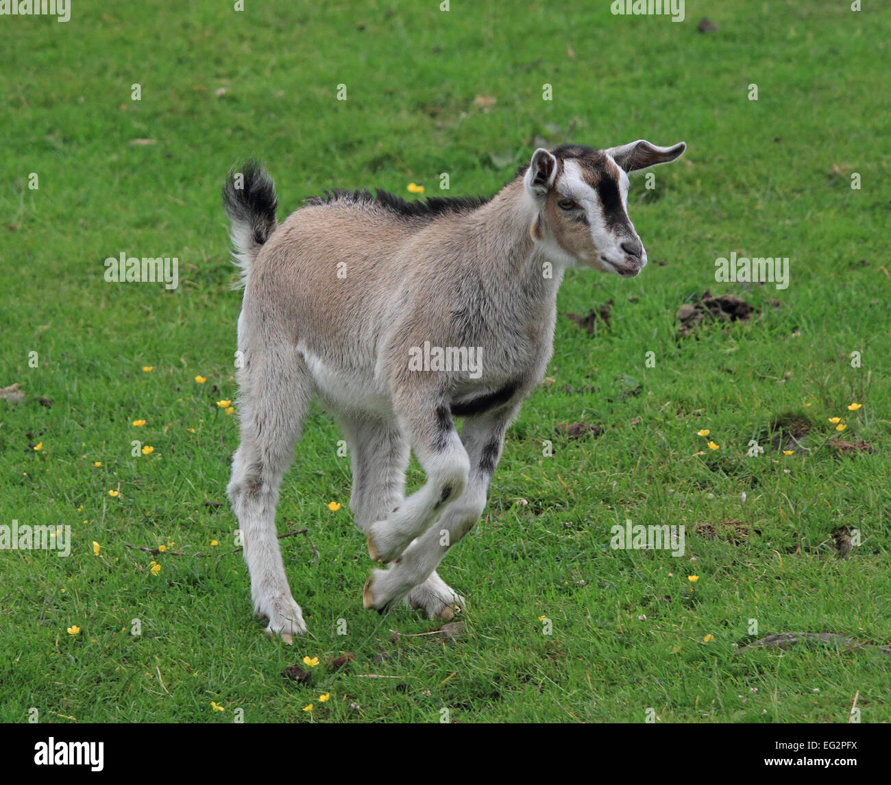 A young Goat running and playing in the grassy field Stock Photo