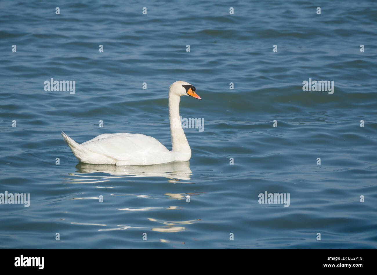 Mute Swan Swimming on the Blue Wavy Lake Stock Photo