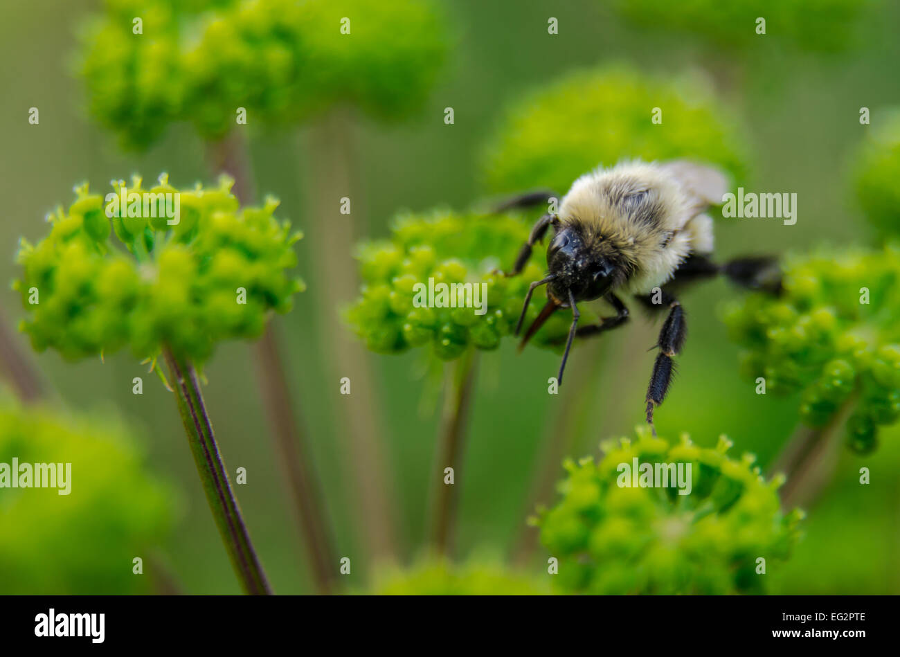 Close up on a bee searching for nectar in a field of green blossoms Stock Photo