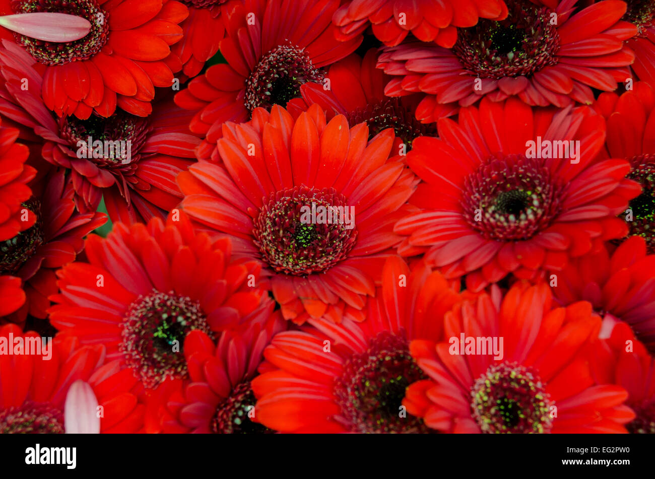 Red Gerber Daisies for sale at an outdoor market Stock Photo Alamy