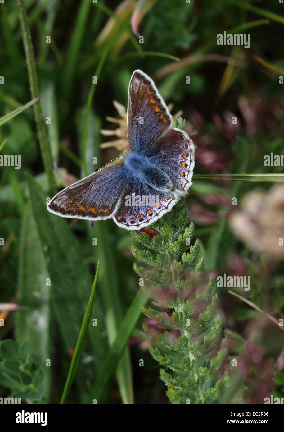 Common Blue Butterfly on green grass Stock Photo
