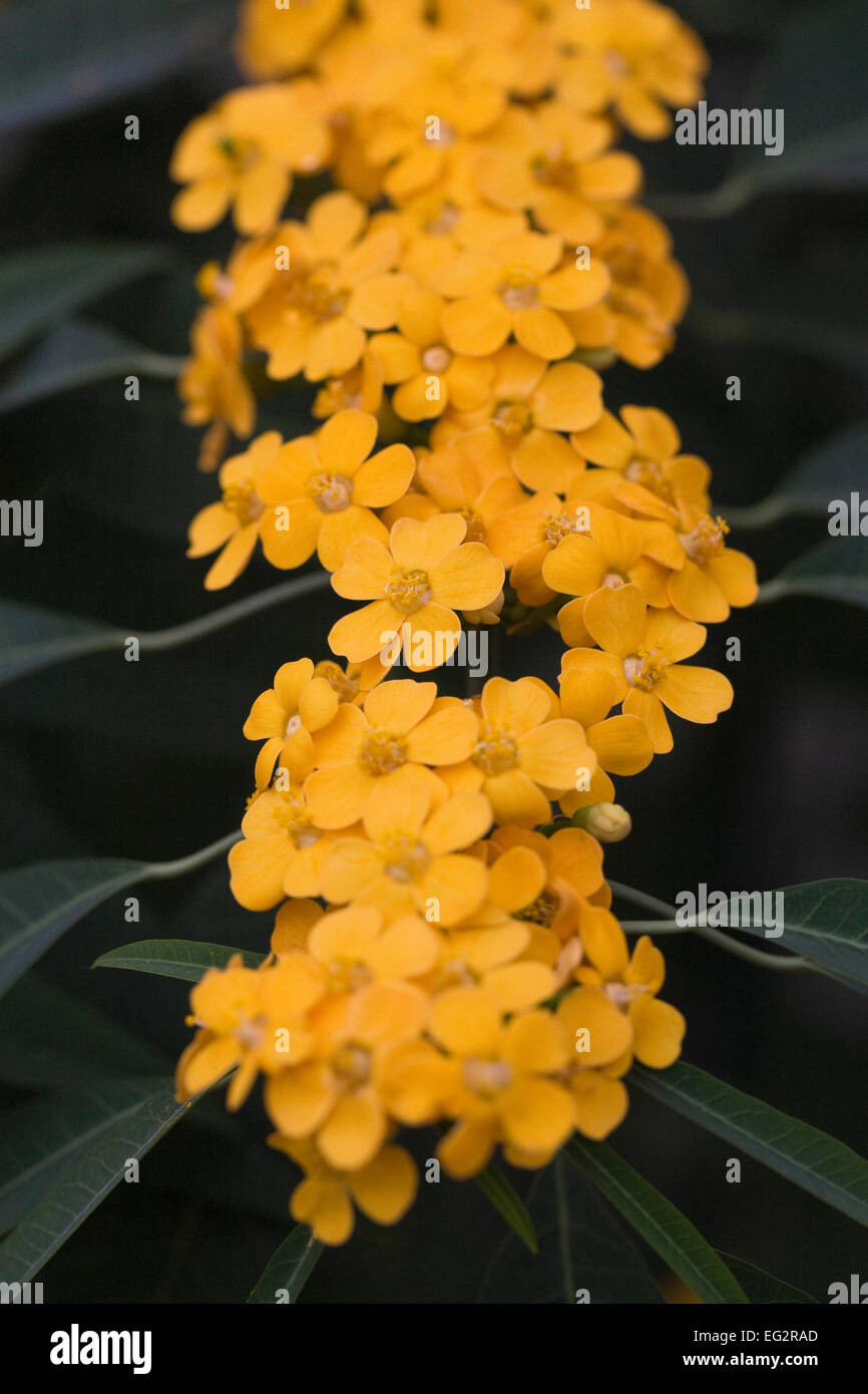 Euphorbia fulgens 'Alvego' growing in a protected environment. Stock Photo
