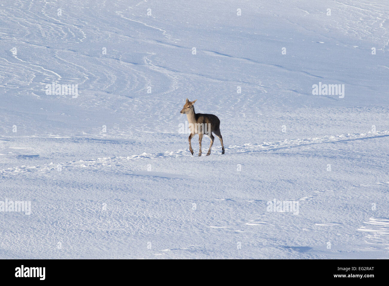 Red Deer hind (Cervus elaphus) in the snow, Highlands, Scotland Stock Photo