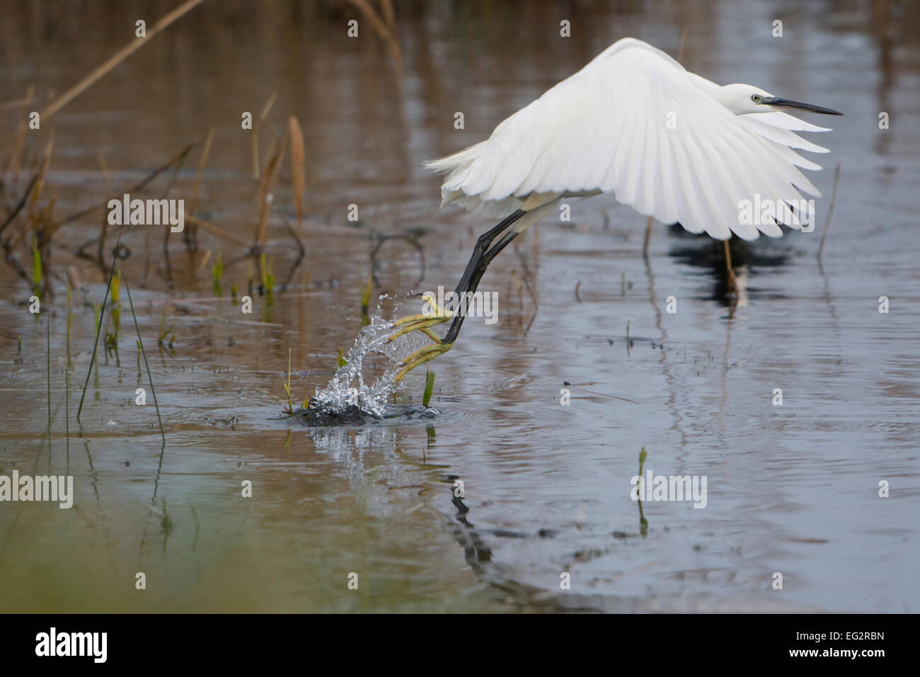 A Little Egret takes to the air at Rye Harbour Nature Reserve, East Sussex, UK Stock Photo