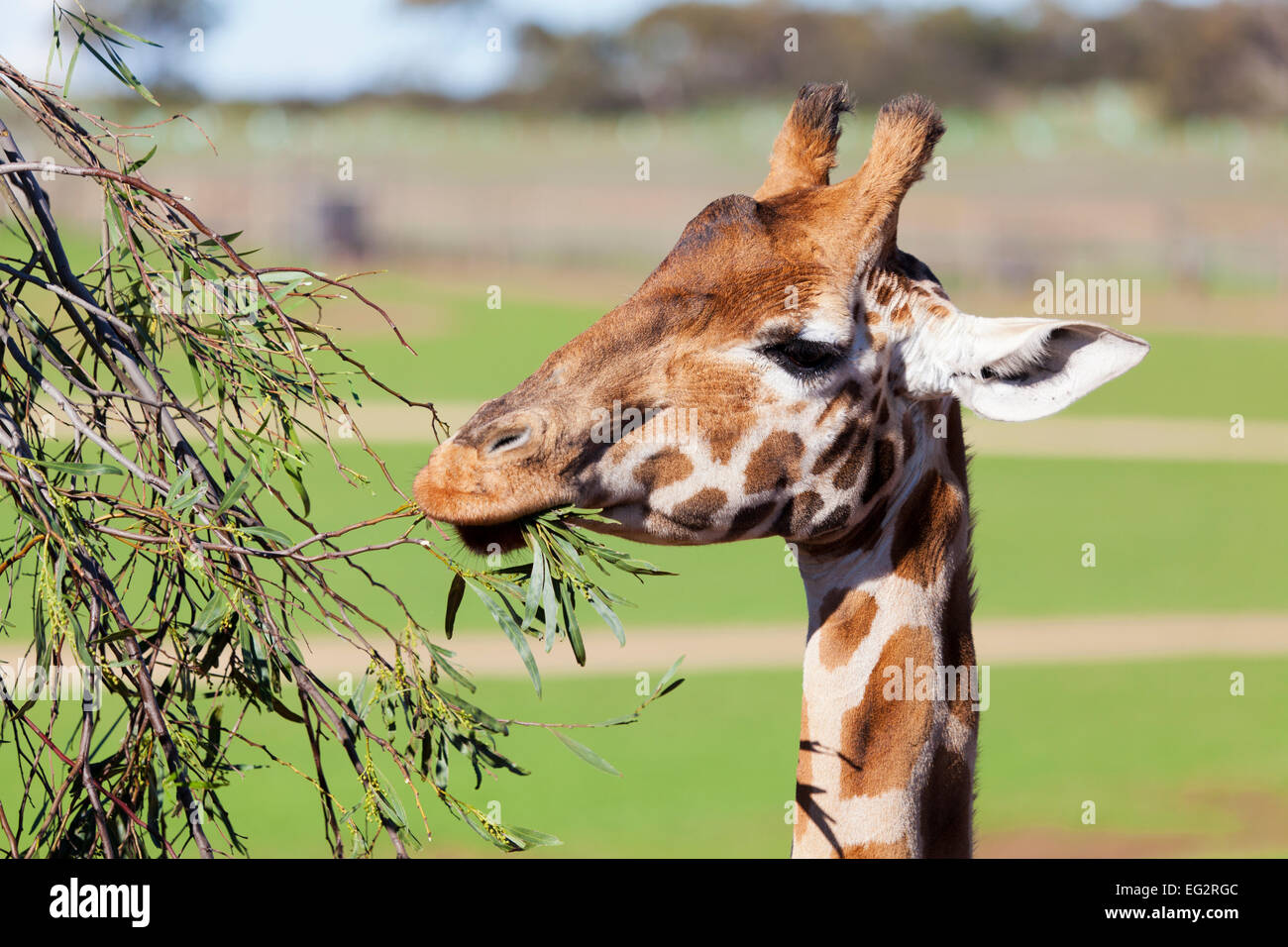 Giraffe reaching high to eat leaves Stock Photo