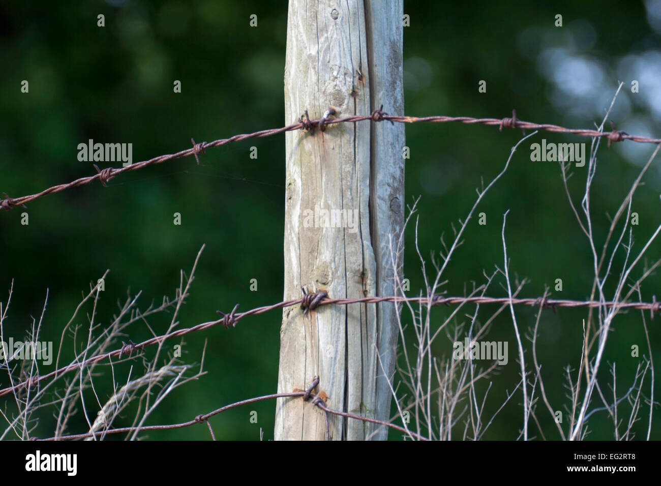 Barbed wire on post Stock Photo Alamy