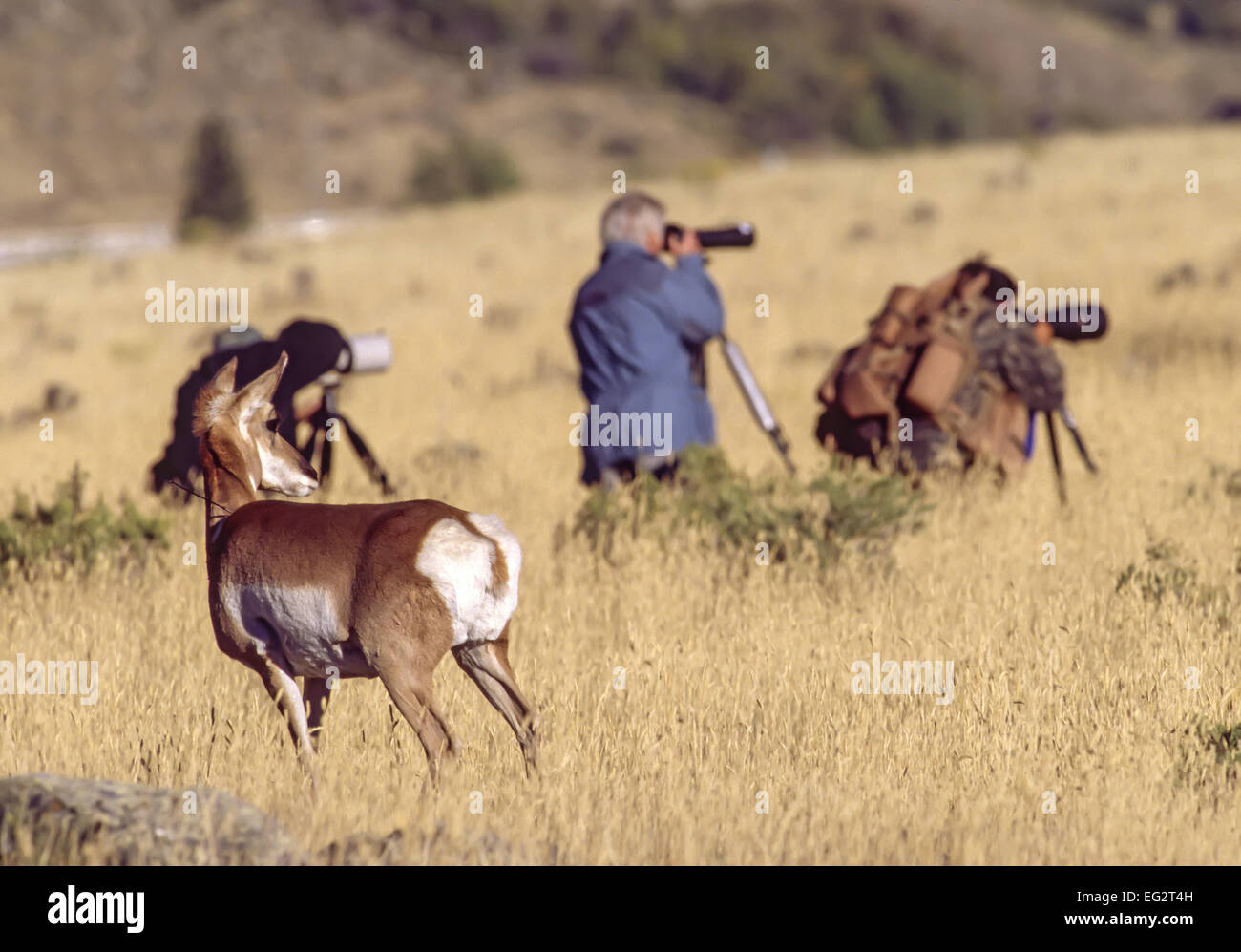 Pronghorn watching photographers, while the photographers were photographing other pronghorn. Stock Photo